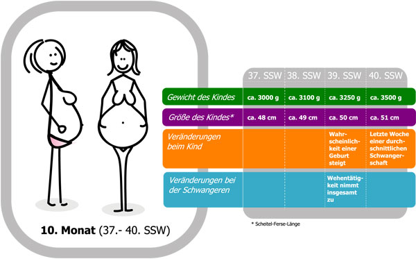 Schwangerschaftskalender 10. Monat