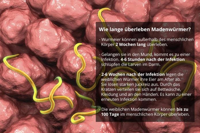Wie lange überleben Madenwürmer? Lebenszyklus