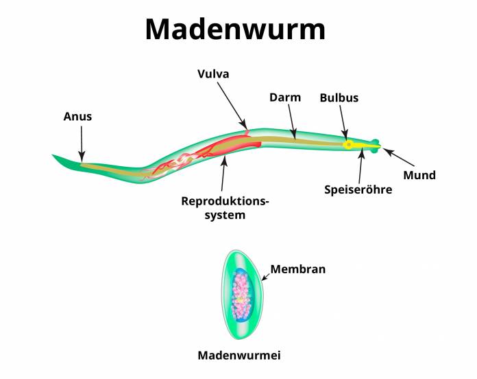 Madenwurm