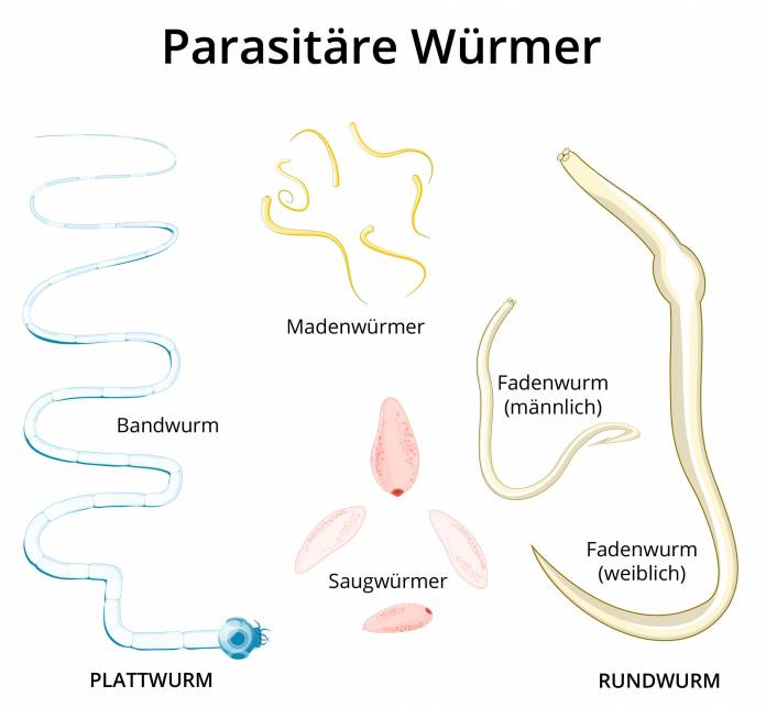Parasitäre Würmer