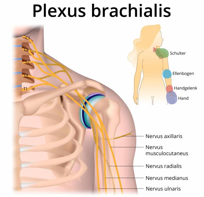 Plexus brachialis