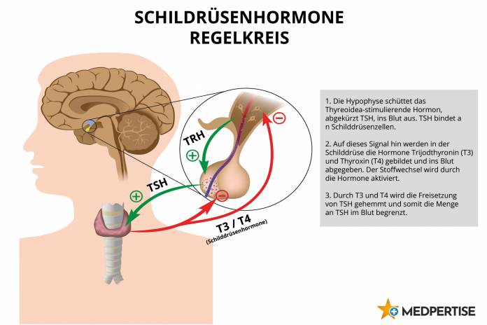 Regelkreis Schilddrüsenhormone