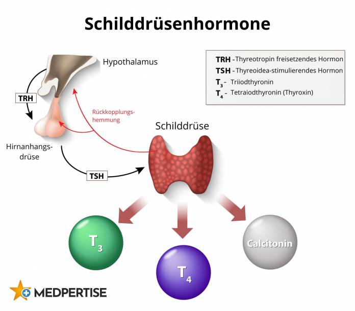 Schilddrüsenhormone
