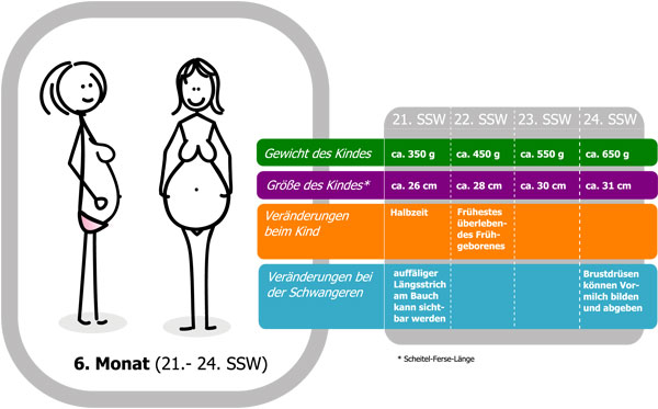 Schwangerschaftskalender 6. Monat