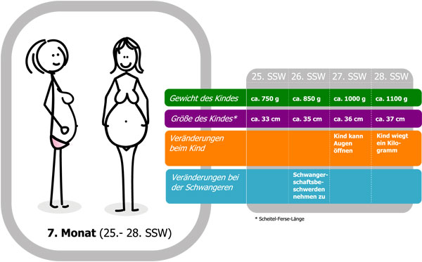 Schwangerschaftskalender 7. Monat
