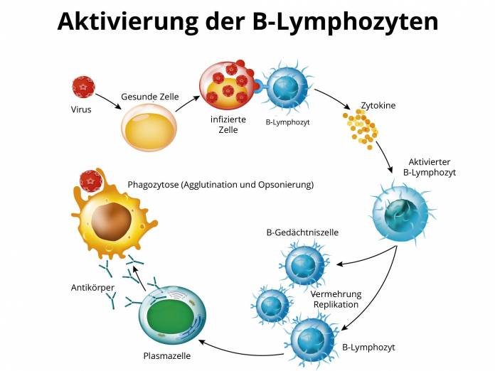 Aktierung der B-Lymphozyten