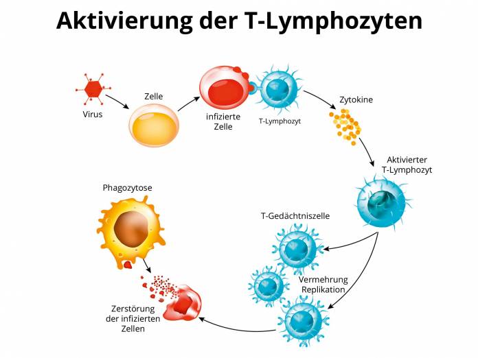 Aktivierung der T-Lymphozyten