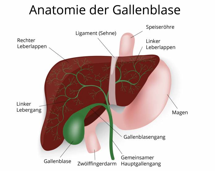 Anatomie Gallenblase