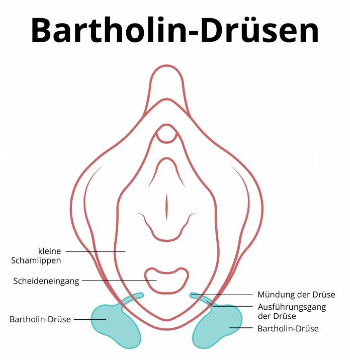 Bartholin-Drüsen