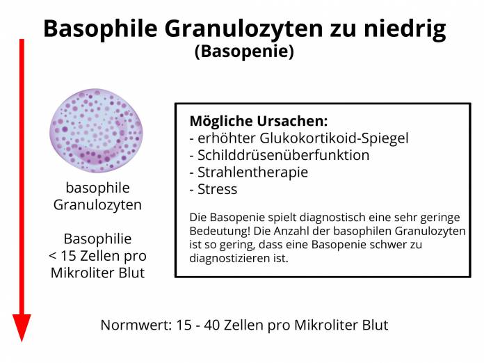Basophile Granulozyten zu niedrig (Basopenie)