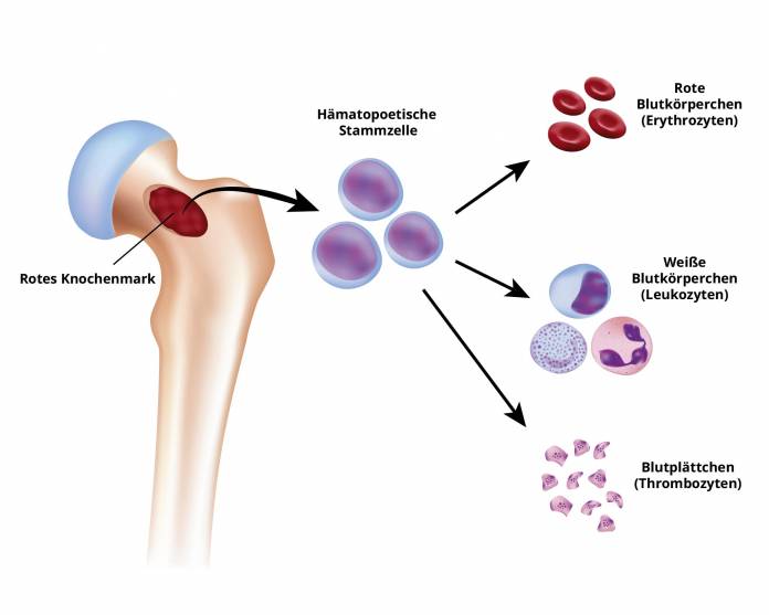 Blutzellenbildung