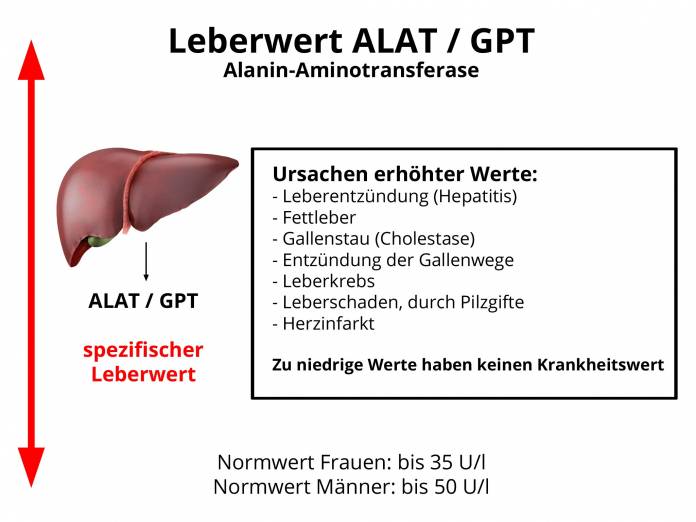 Leberwert ALAT / ALT / GPT