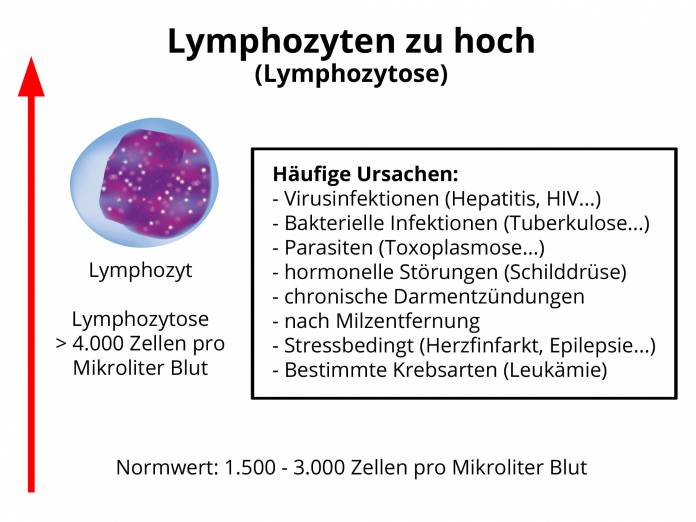 Lymphozyten zu hoch (Lymphozytose)