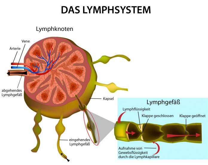 Das Lymphsystem mit Lymphknoten und Lymphgefäß
