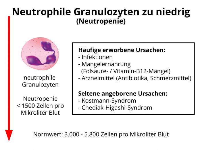 Neutrophile Granulozyten zu niedrig