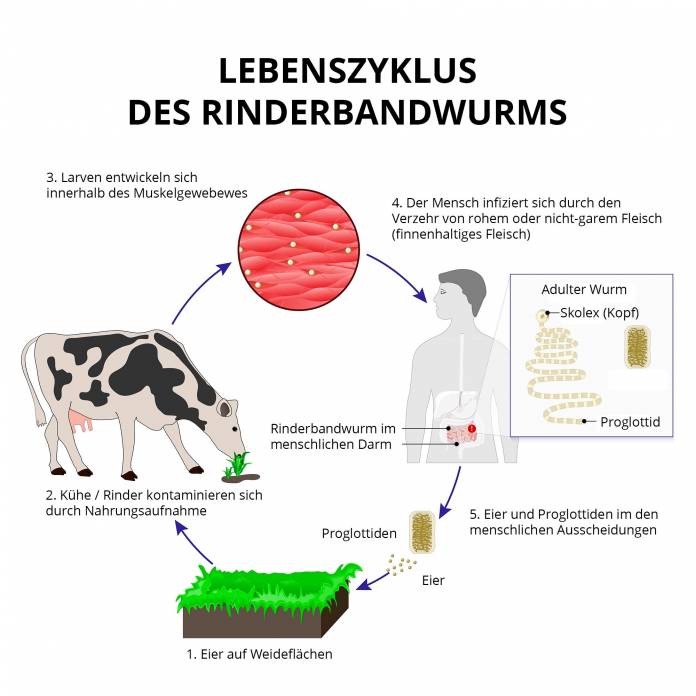 Rinderbandwurm Lebenszyklus