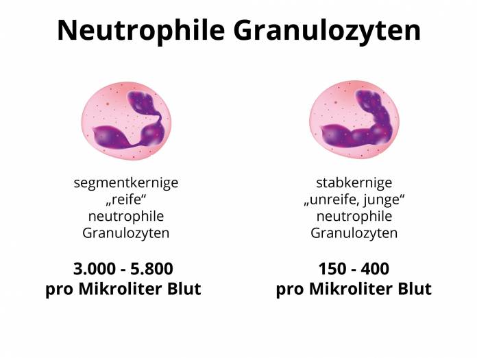 Segmentkernige / Stabkernige neutrophile Granulozyten