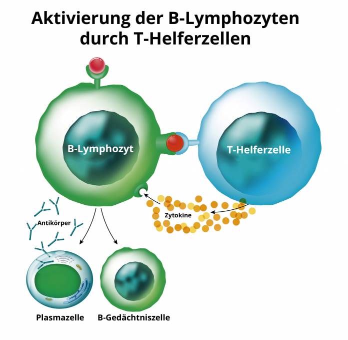 T-Helferzelle aktiviert B-Lymphozyt