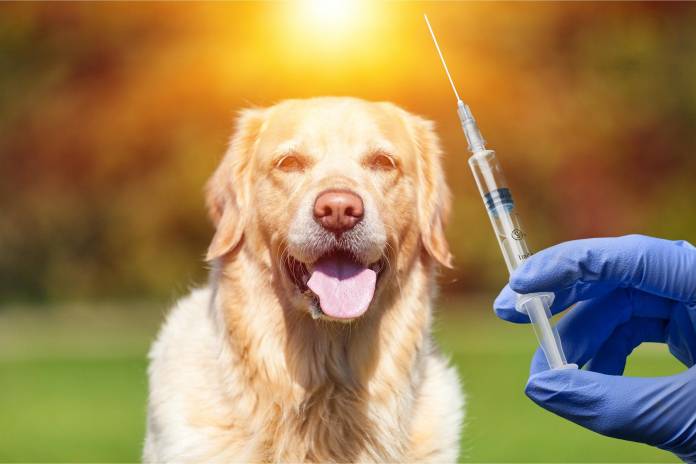 Tollwut-Impfung bei Hunden