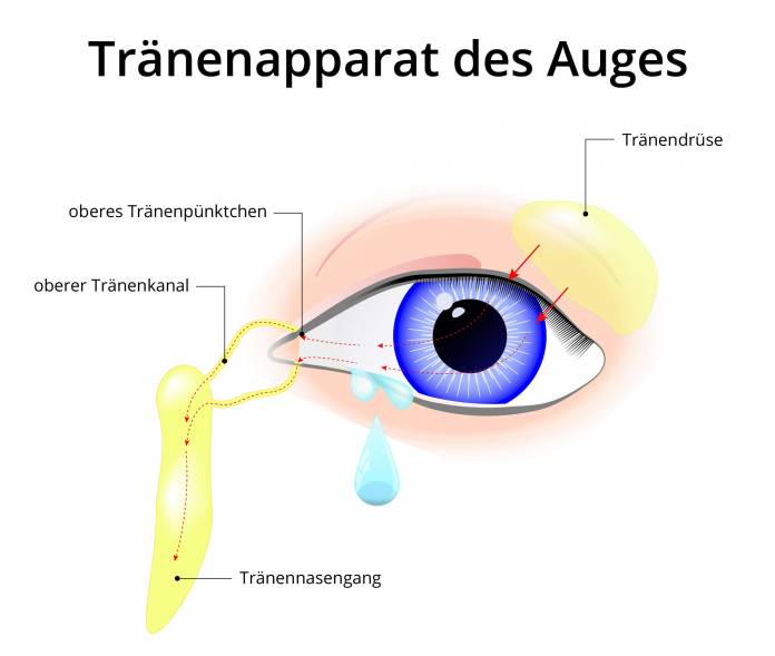 Tränenapparat des Auges